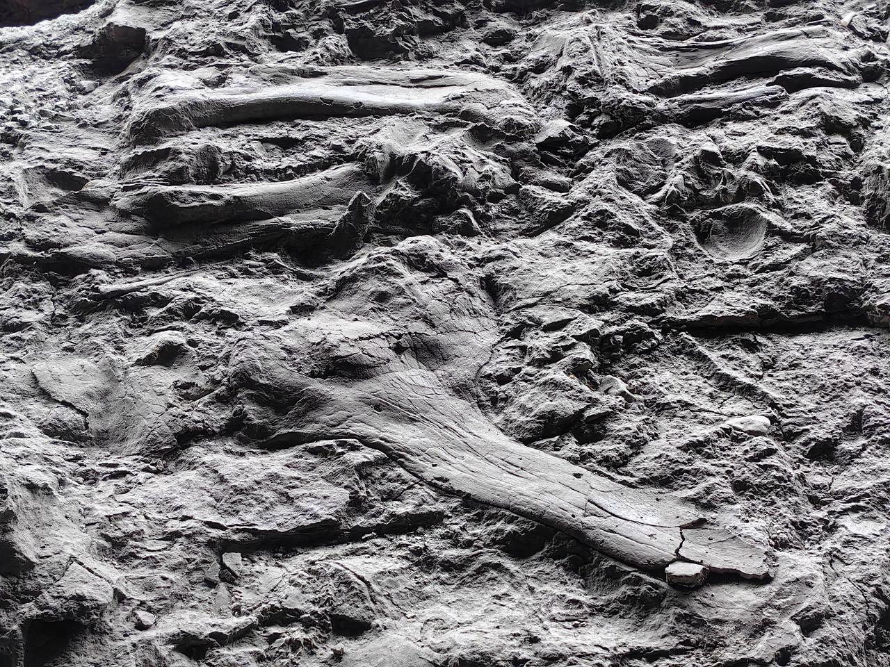 读志通览:旺苍历史上第一次发现恐龙化石记录
蔡 勇
清道光《广元县志》二六六页记