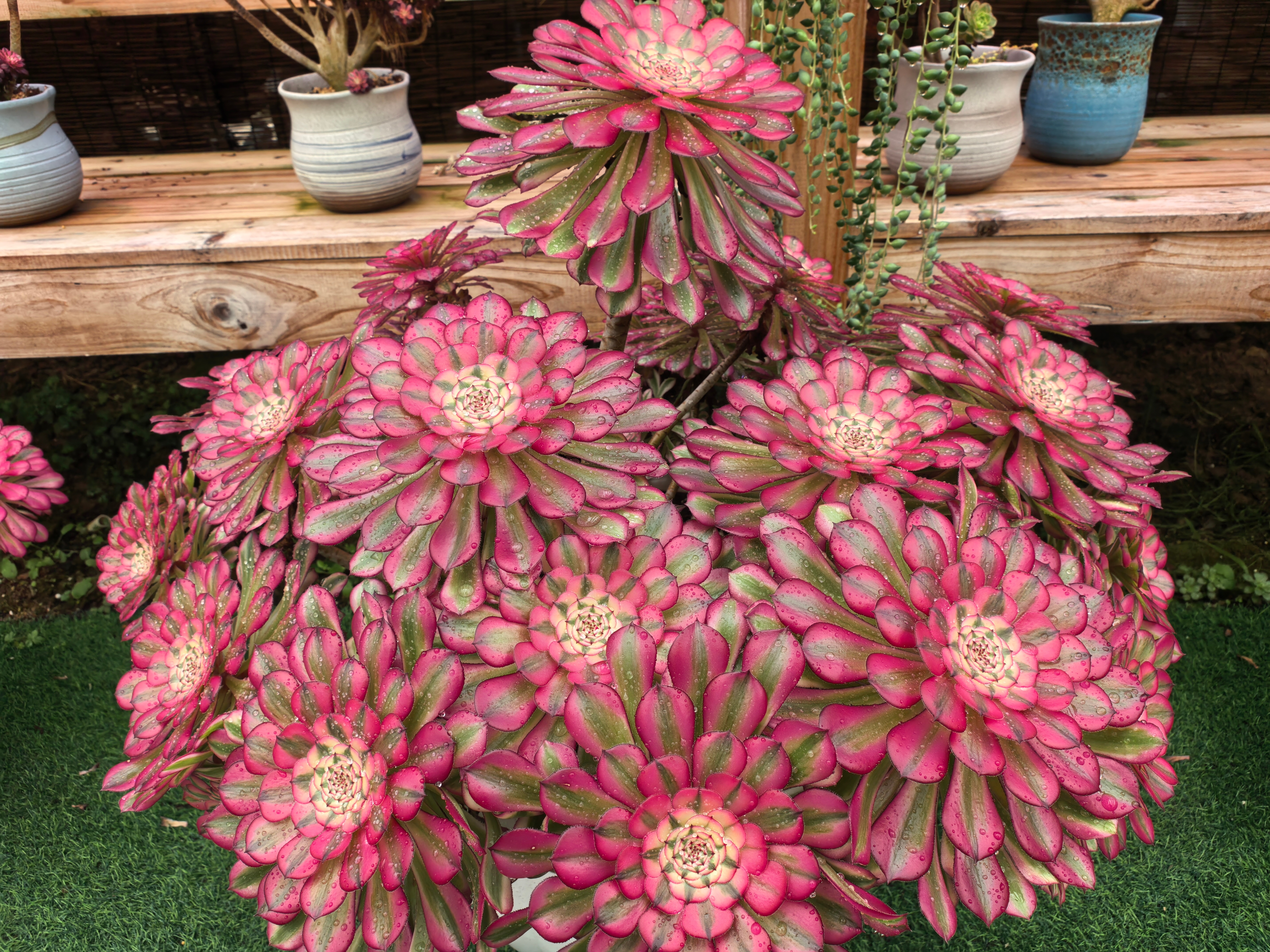 感知幸福中国福建行小多肉种出乡村振兴大希望🌱走进宁德周宁县静宇园艺的多肉王国，