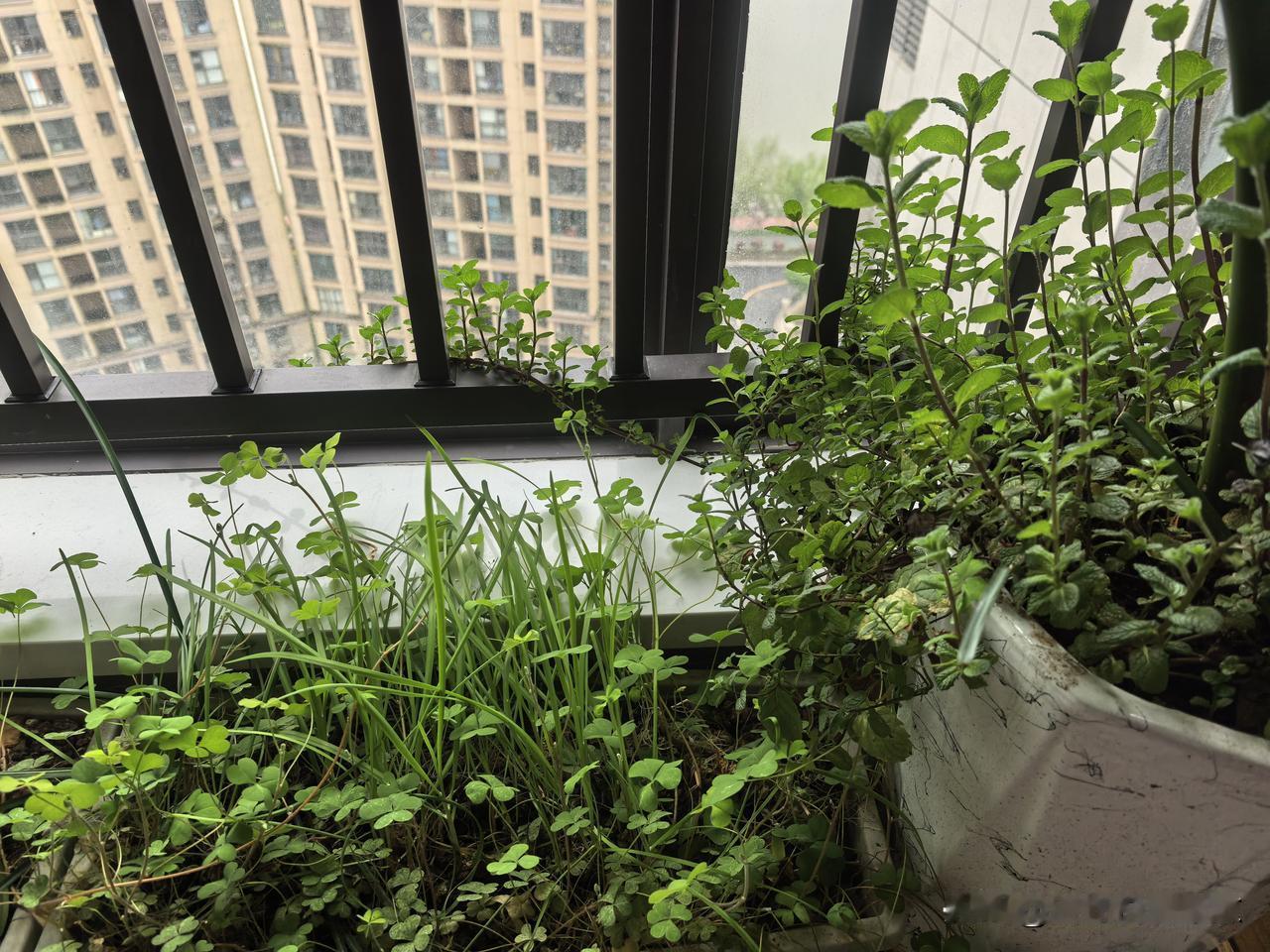 我把春天邀请到家里

韭菜与三叶草共生，
薄荷与天堂鸟齐长。
朱顶红沉寂了一个冬