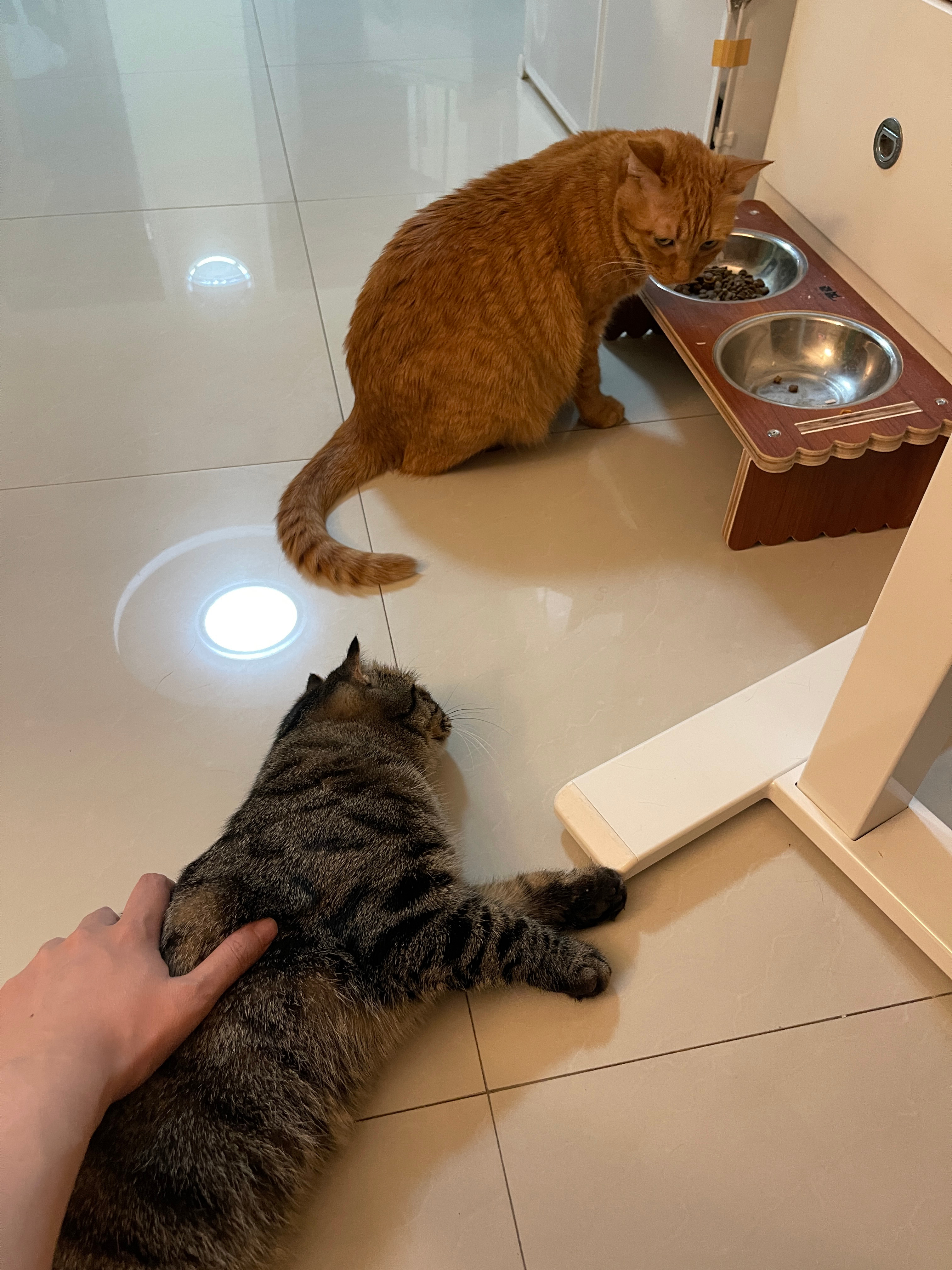碗吃饭的时候一定要看好小肉毛子 不能让小肉毛子上前骚扰碗 