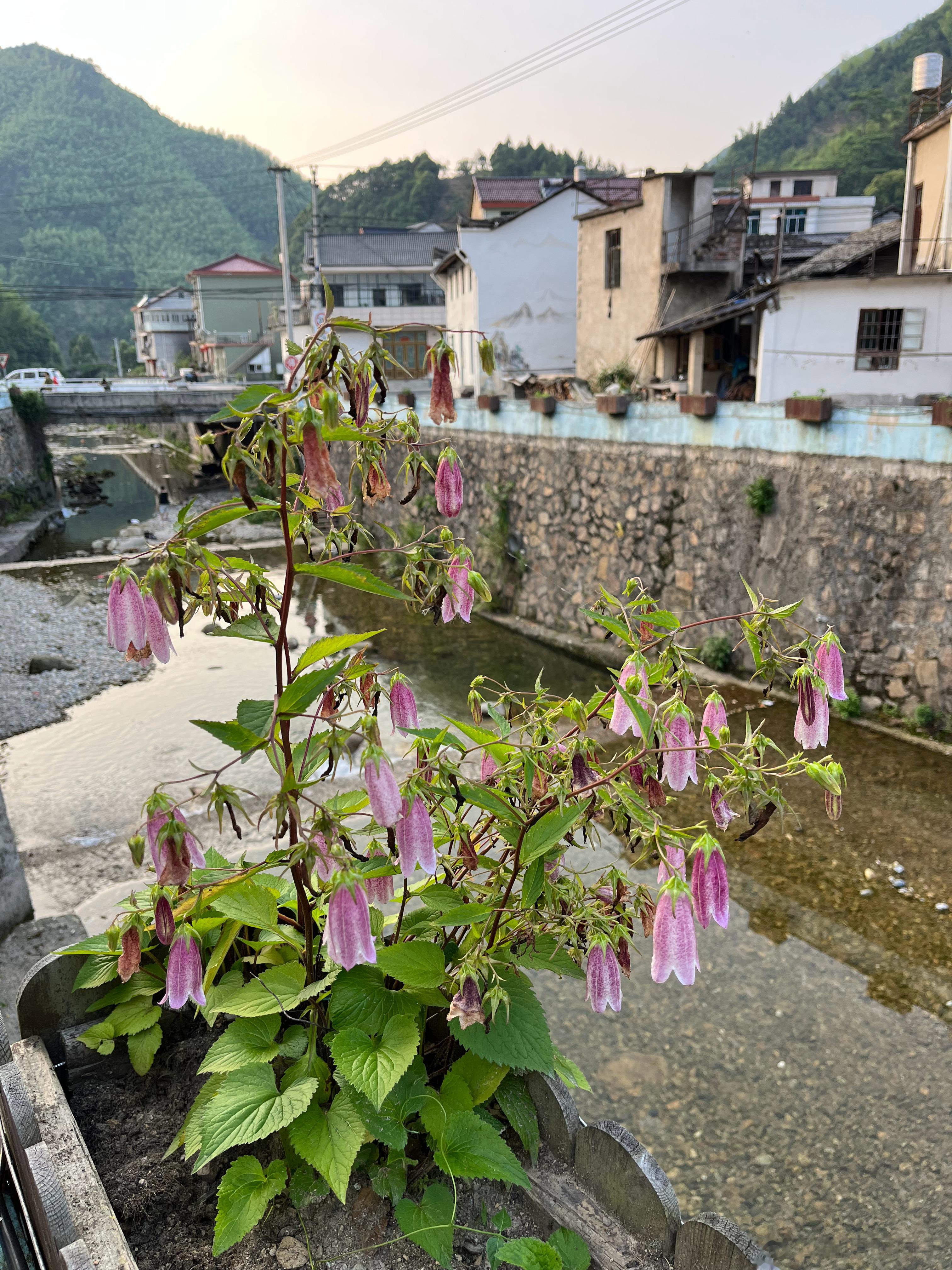 紫斑风铃草的花期好长  ​​​