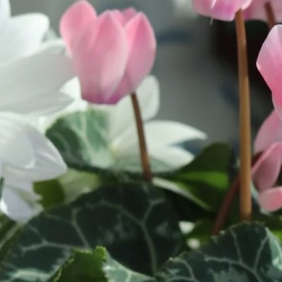 仙客来的种植方法：1. 盆土选择：用腐叶土+珍珠岩+园土=3:2:1混合，加少量