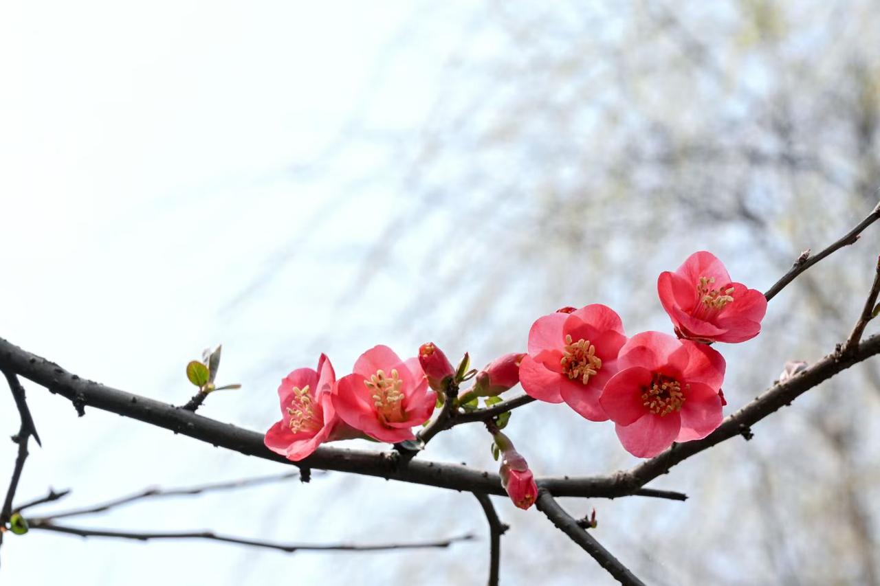 个股点评：中简科技：宇航碳纤维的龙头
 中简科技是国内唯一量产T1100级宇航碳