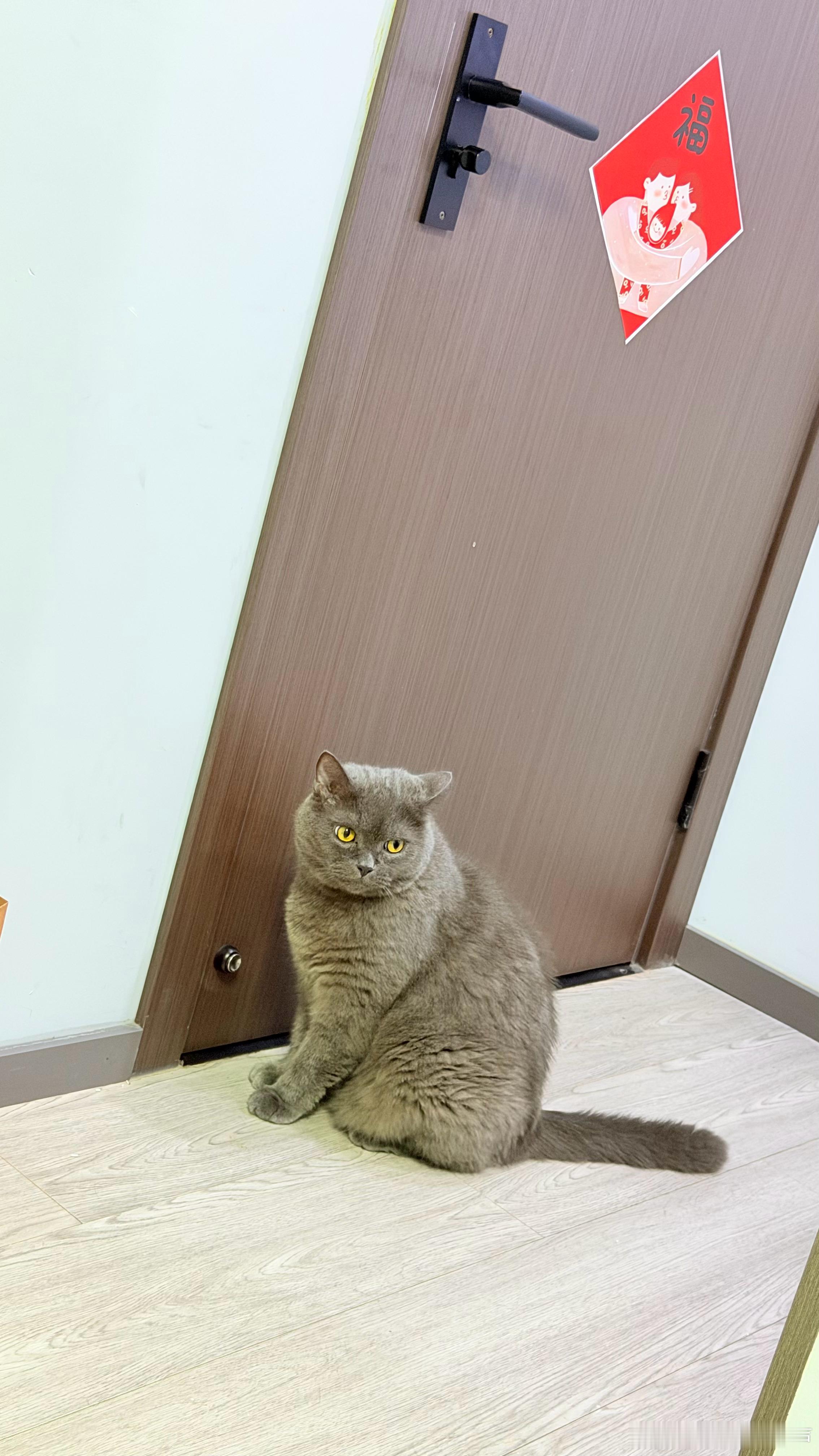 芝麻叫着让我开门，我突然惊醒一件事，今天，是芝麻八岁生日。哎呀，被这场雨淋了一天