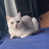 猴团吹娱乐