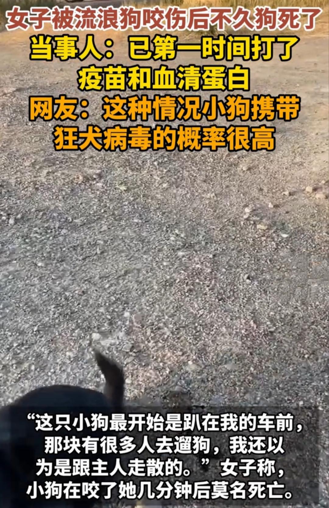 对于这个事故，我有两点难以理解。
第一，女子为什么要去接触一条受伤的不知名的狗？