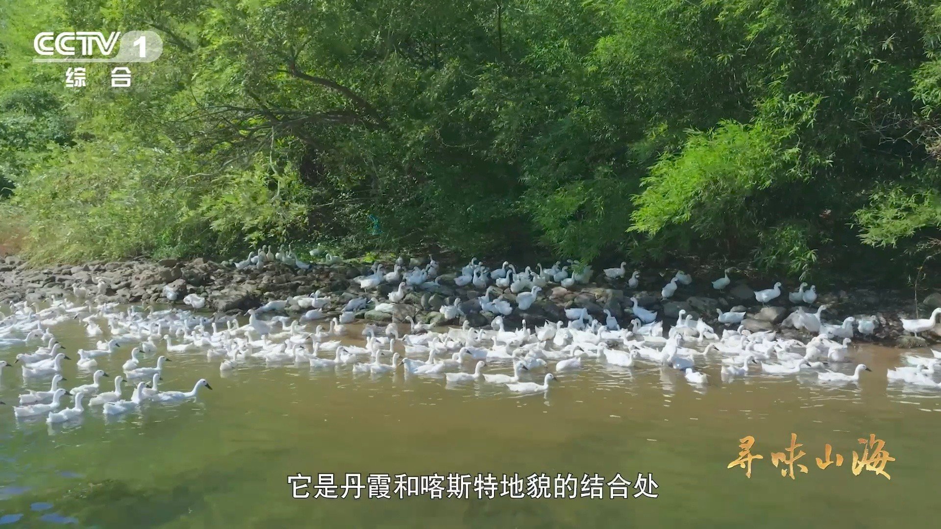 福建有种鸭越老越贵 福建连城，鸭子越老越金贵。买鸭先问岁数，再摸“身份证”：硬气