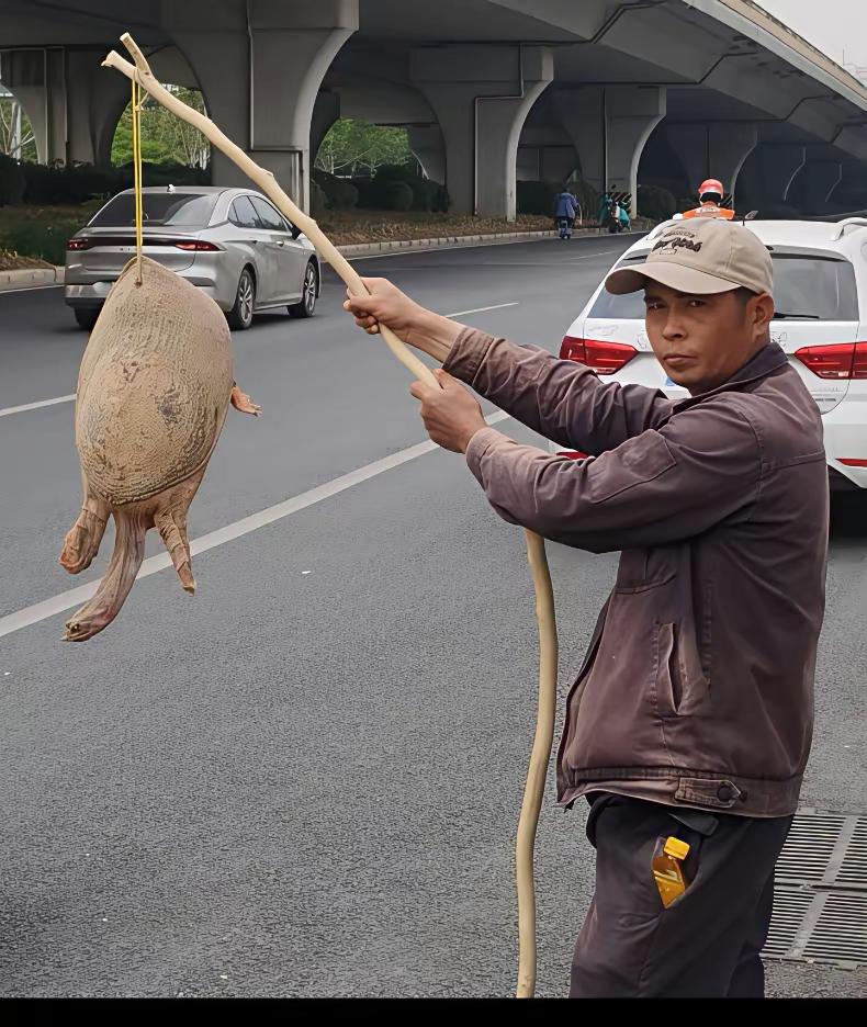 像他这种“流动作战”的骗子，在全国到底有多少个？帽子叔叔咋也不管管一下？
他吊着