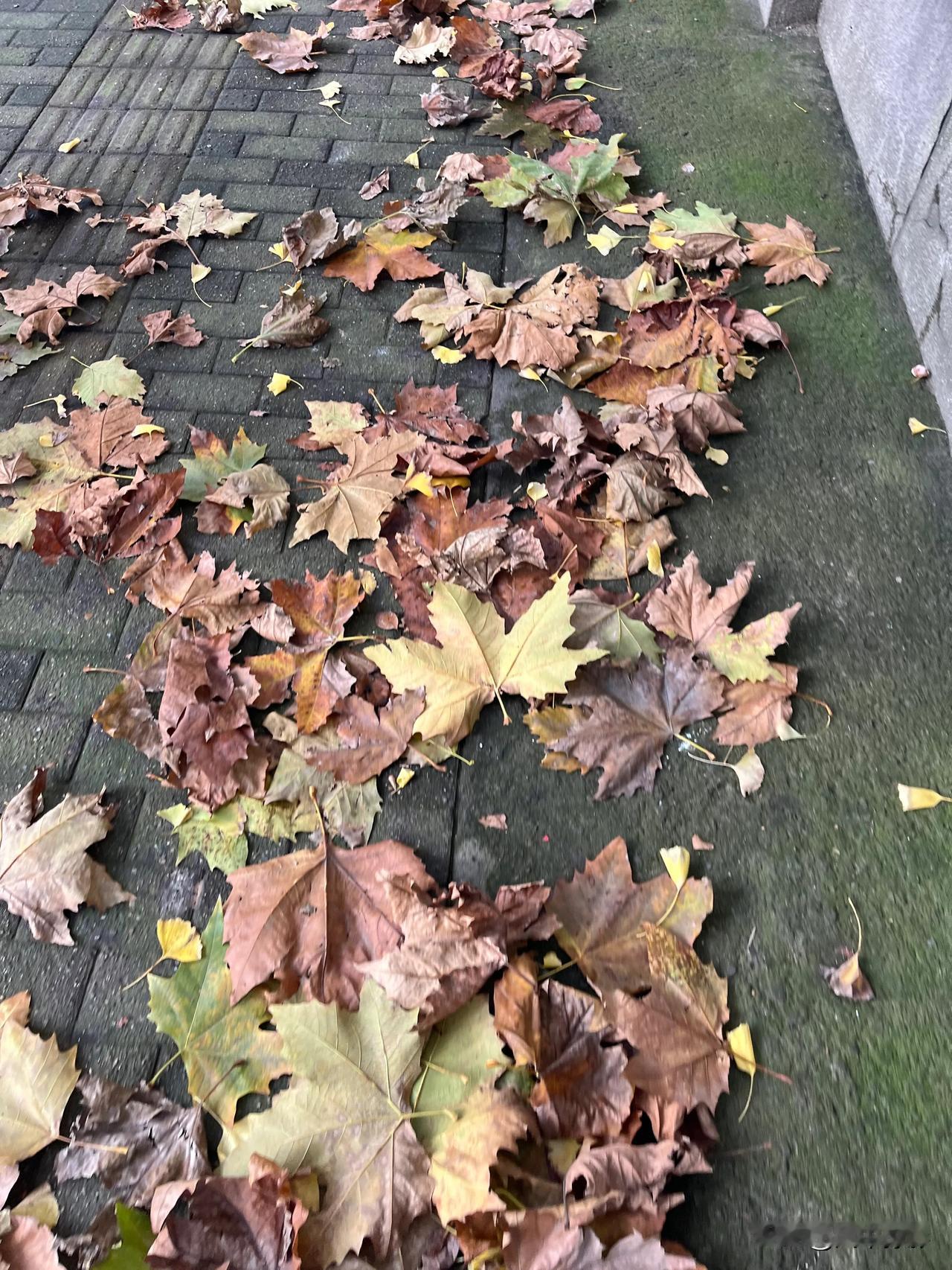 现在走在上海的林荫路上是这样的景象，昨夜的狂风细雨，吹落无数梧桐叶，铺满整个街道