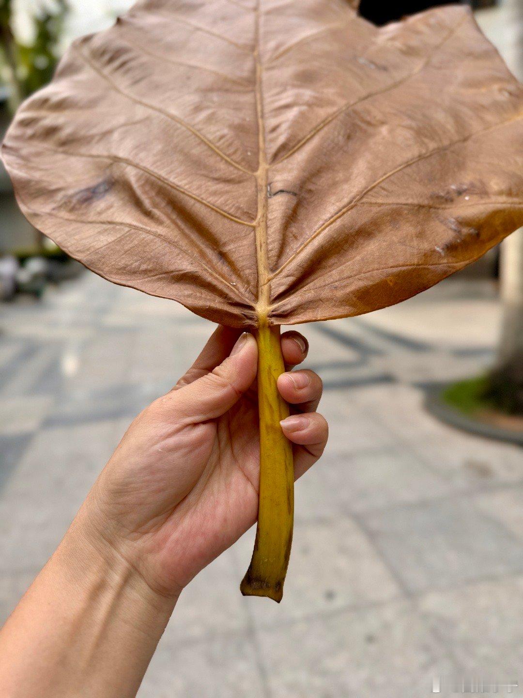念小学的时候，经常在操场边捡树叶，用叶子的根，“拔根”玩，想当年我要是有这这么个