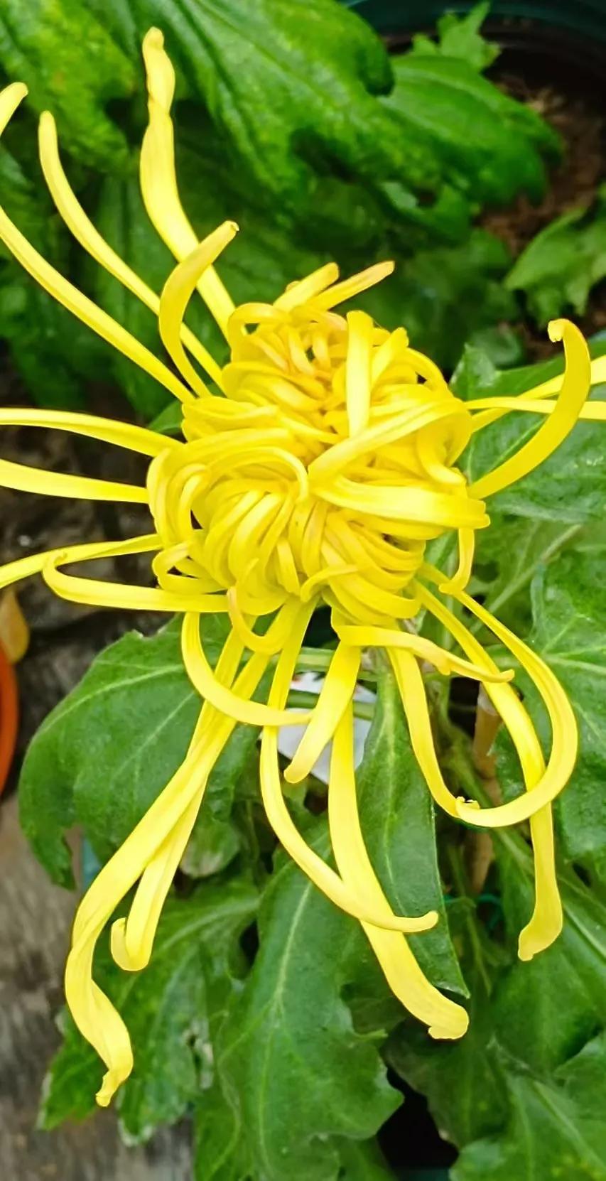 菊花是秋季最美的花，绽放在金黄色的季节，美丽而又高雅。