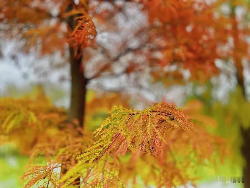 南方的第二秋天，风景美得不像话。2021年11、12月，南方秋景正当时。江西吉安