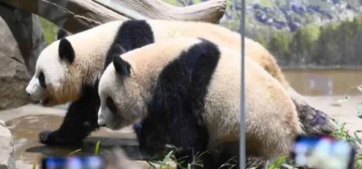 旅日大熊猫回国后，日本和歌山县冒险世界游乐园搞出“神操作”。今年6月“良浜”一家