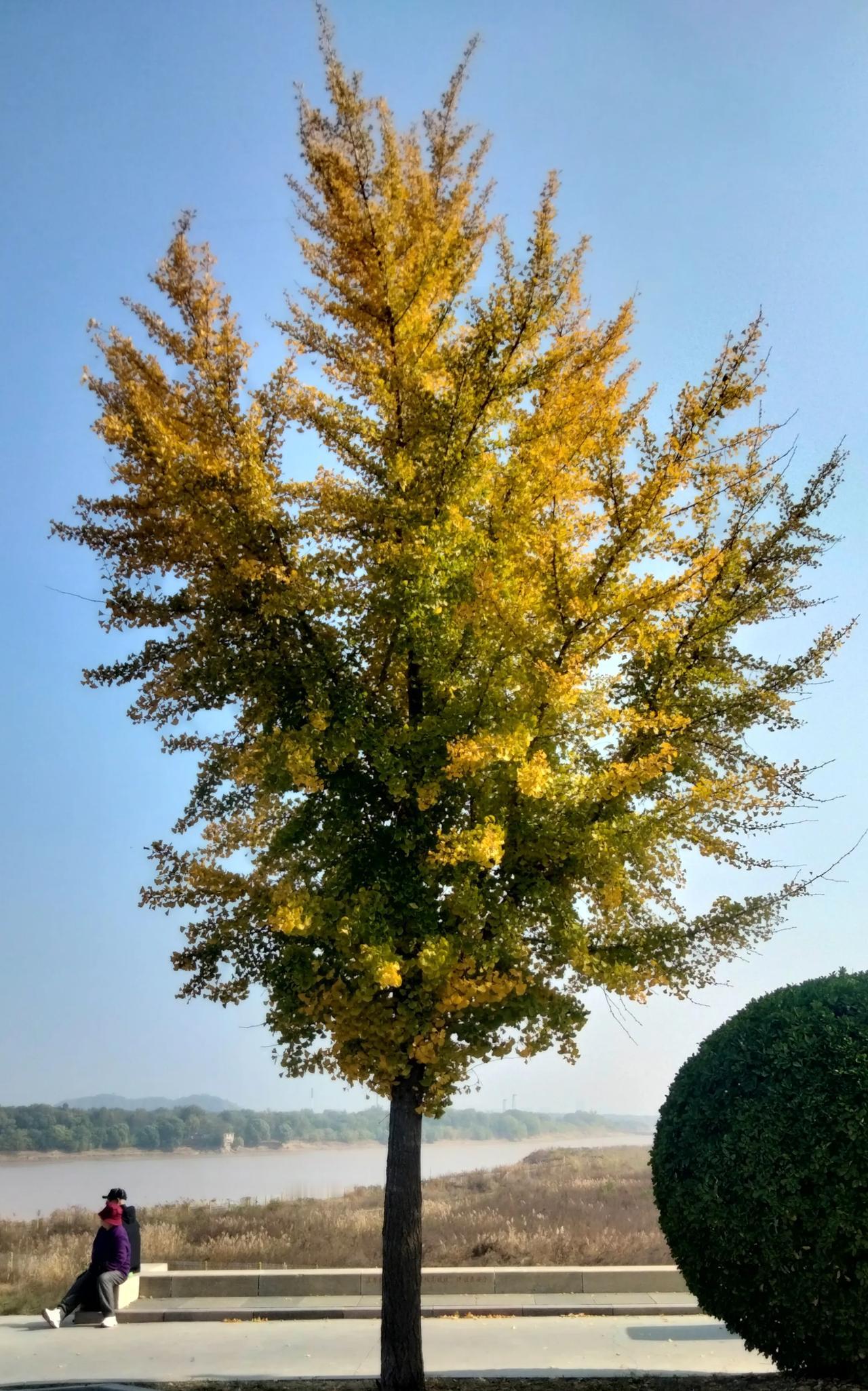 在落叶的舞蹈中，我看到了时间的无情与美丽。