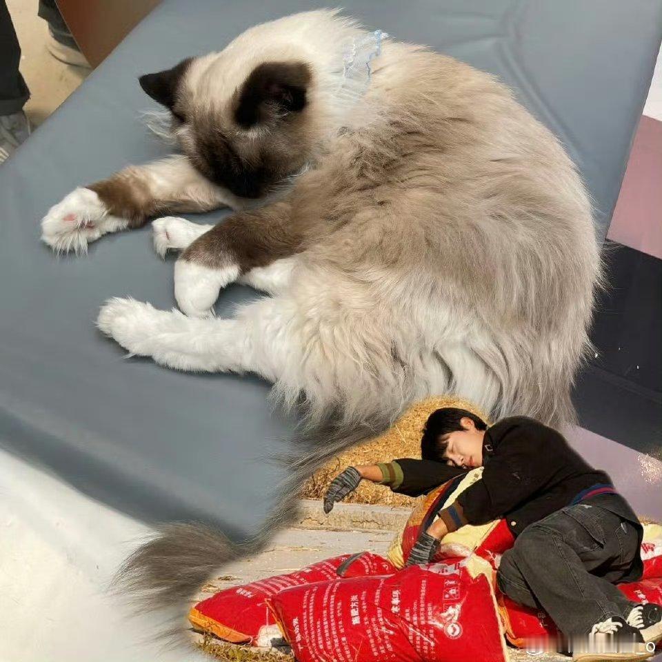 卓沅本体是猫的事儿已经藏不住了无法拒绝这么可爱的一只小猫了[哇][心]就是那种可