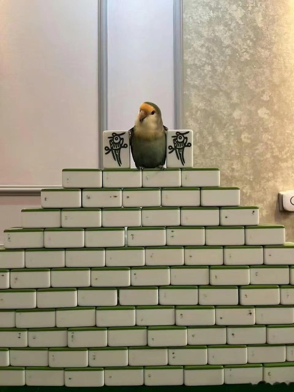 小鸟大王万岁 ​​​