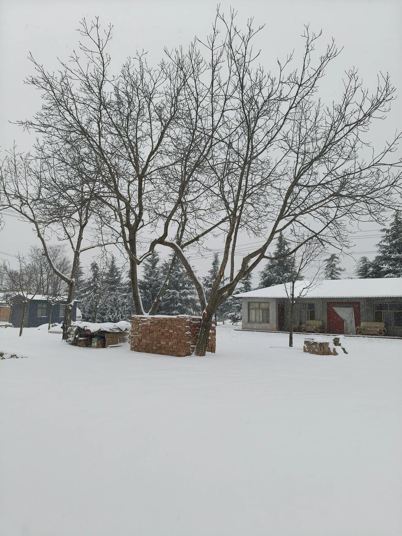 长这么大，头一回见正月二十六还下这么大的雪！
 
早上刚醒，就听见机场的扫雪车呜