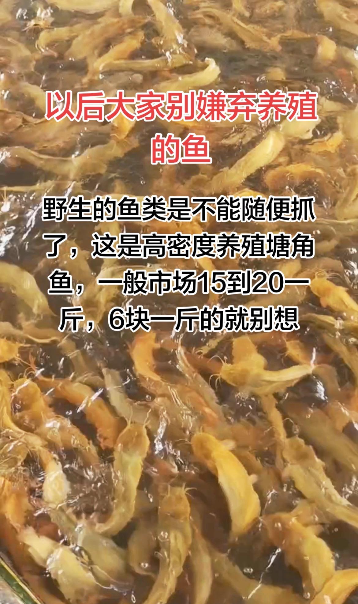 以后的野生鱼类是不能随便抓了，很多网友也会支持的，那么鱼类就只能人工养殖，这是水