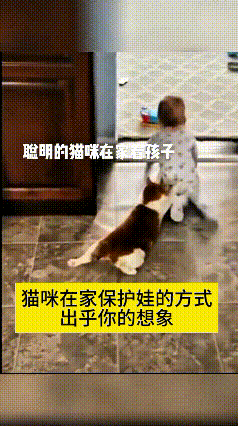 你瞅瞅这猫咪，简直就是个操碎心的“小管家”！娃儿往高处爬，它叼着衣服就往回拽；娃