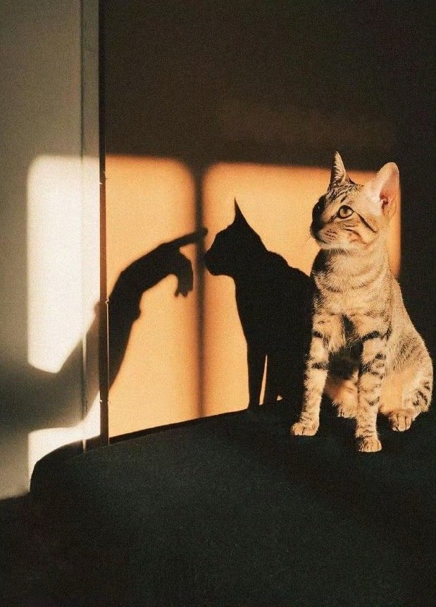 真正厉害的人与人生的赢家，掌握了九字箴言：不着急、不害怕、不要脸。——冯唐 ​​