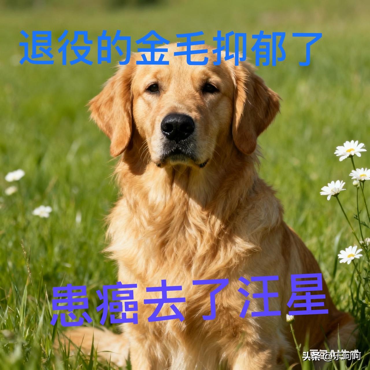 退役金毛狗壮壮抑郁后得癌症去世了

我们小区里有一位女警察，在单位里专门喂养警犬