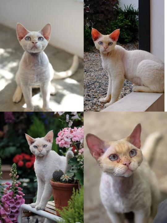 寻找在深港花卉中心报恩福地附近被抱走的猫