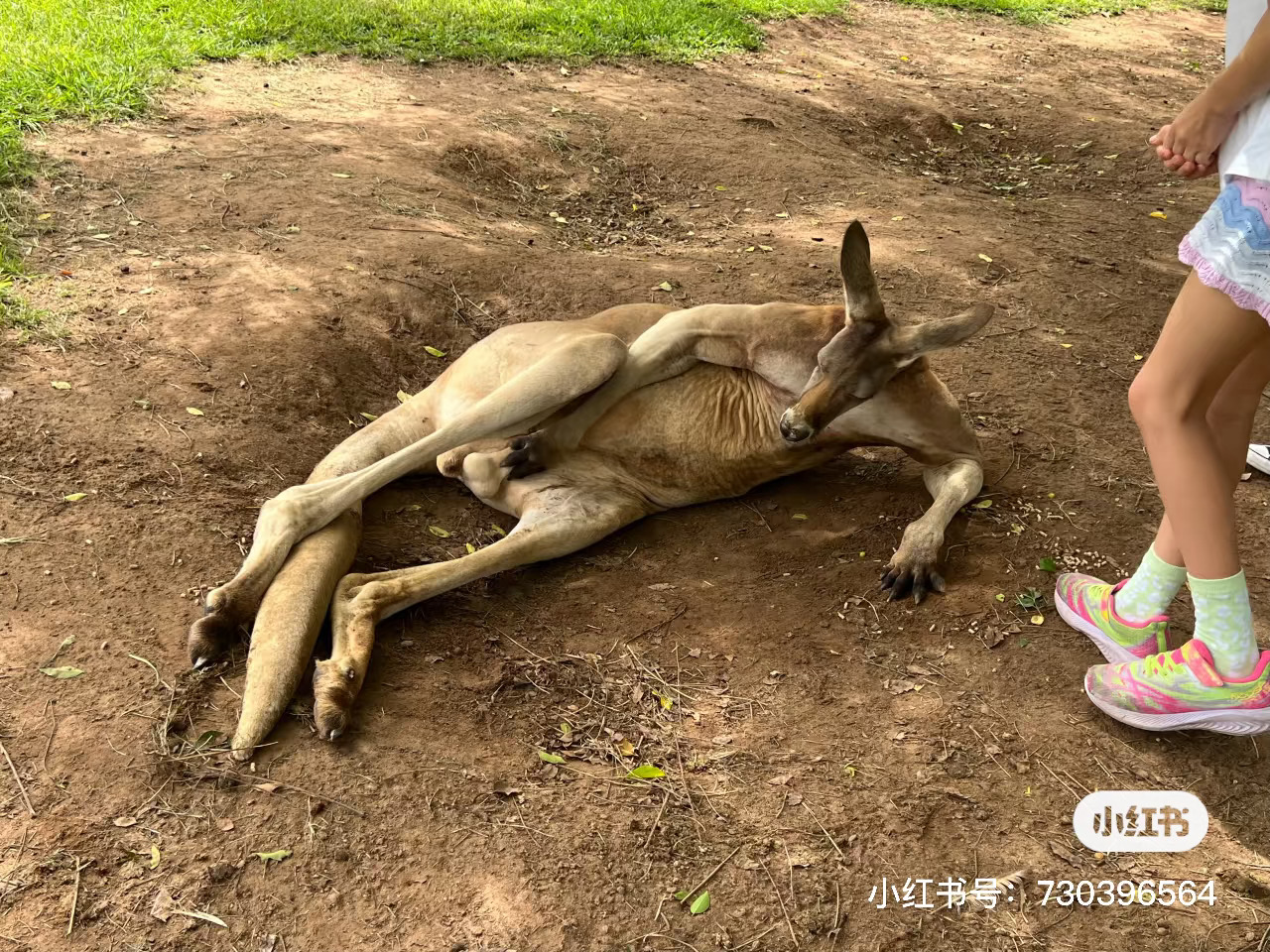 红薯刷到了，我笑死了 