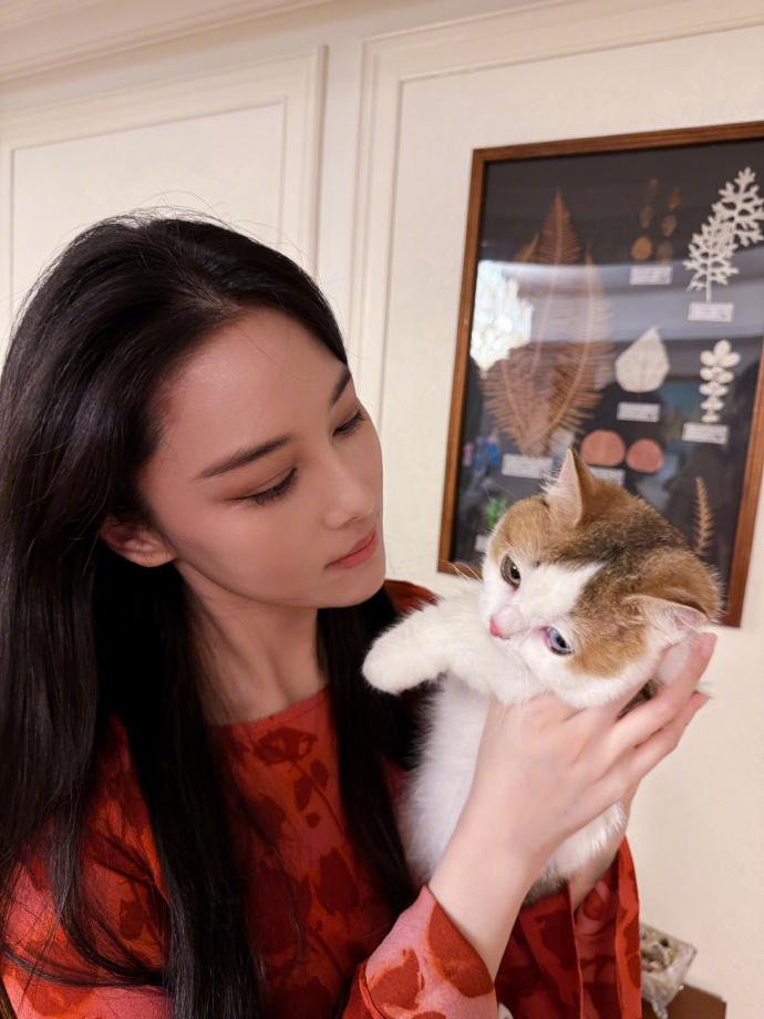 张馨予小猫贴贴  张馨予又有新猫了，真的是觉得好羡慕呀，而且和小猫贴贴的时候也太