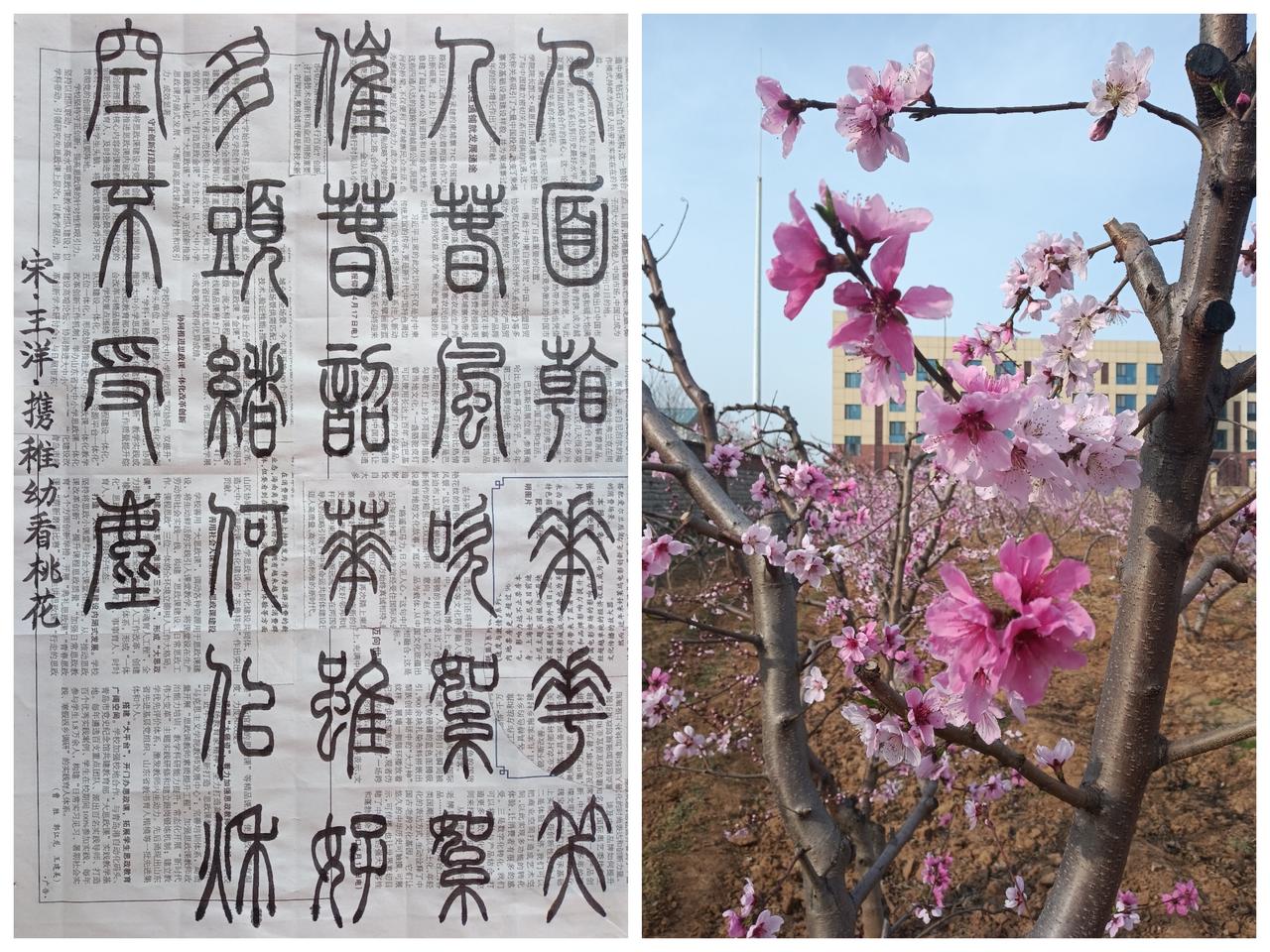 书法练习打卡，篆书宋朝王洋诗，“携稚幼看桃花”。诗曰：人面看花花笑人，春风吹絮絮