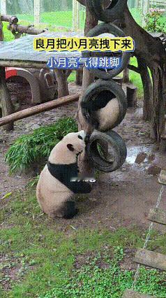看完这段视频，小月亮正待在轮胎里玩耍，良月上前把它拽了下来。小月亮被拽下来后，扑