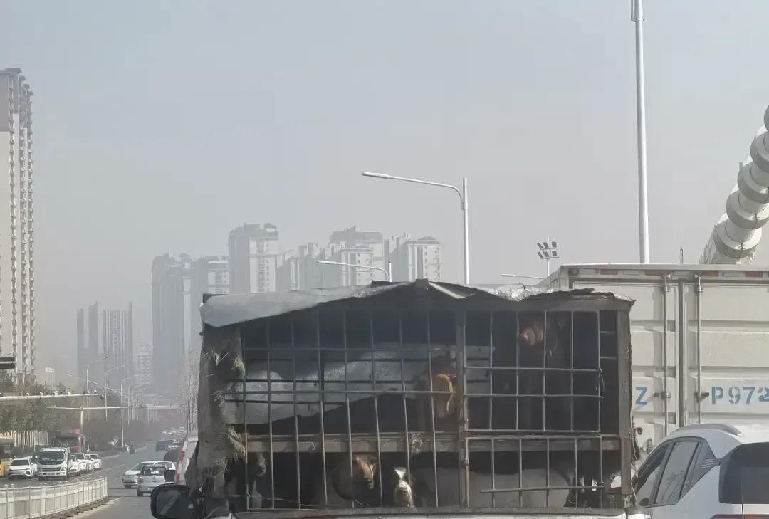 济宁八里庙大桥红灯前，我隔着车窗看见隔壁银色面包车里摞着三排铁笼，六七条小狗挤成