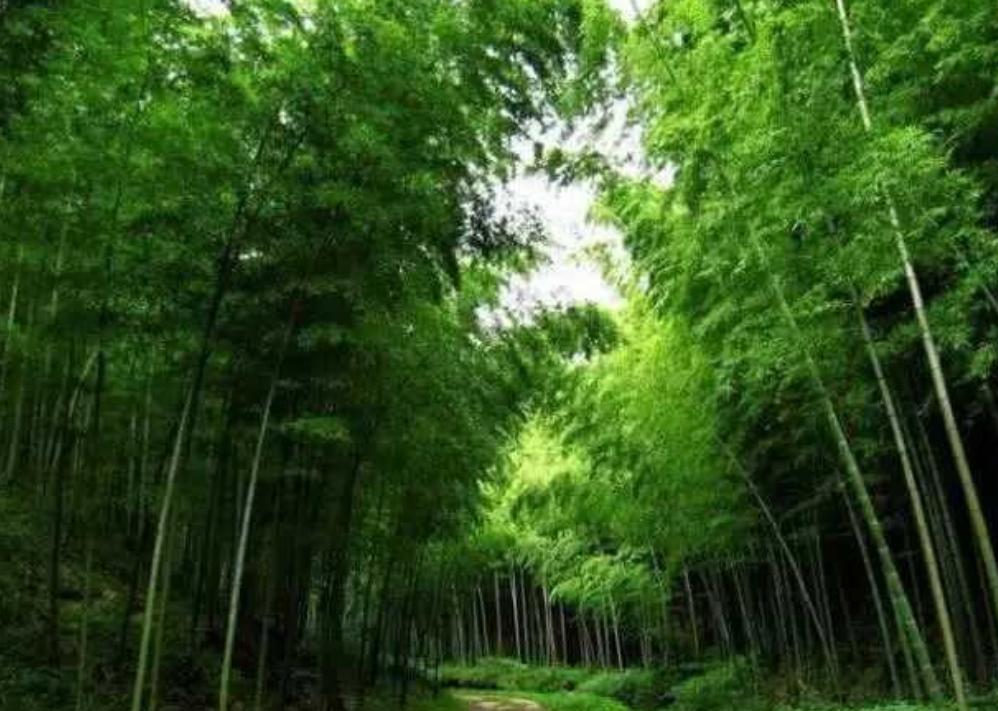 为什么中国人不使用钢制筷子呢？


在讨论筷子时，不得不提到它的主要原材料：竹子