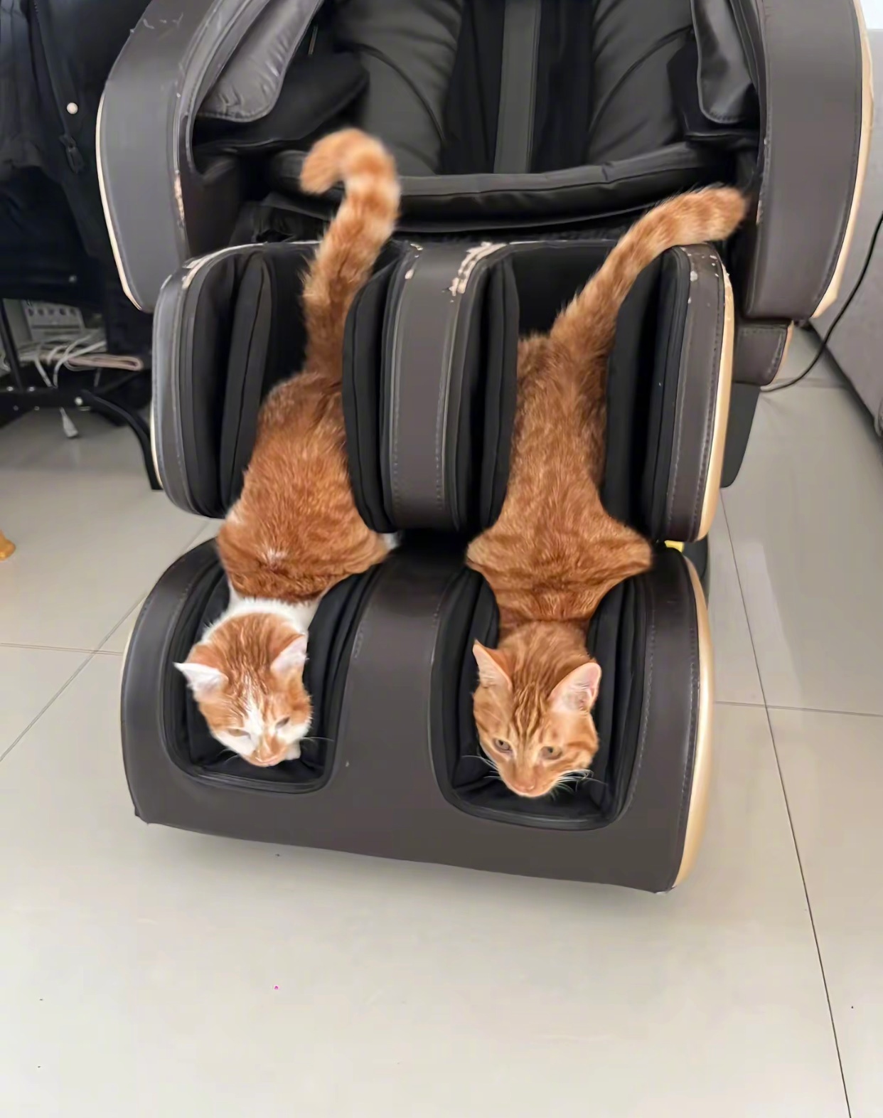 小猫是懂享受的[doge]我的精神状态凉好暑假冲浪计划 ​​​