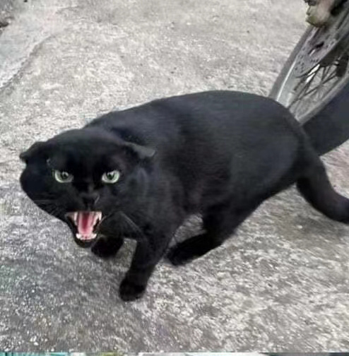 猫条是猫的第二人格启动器 