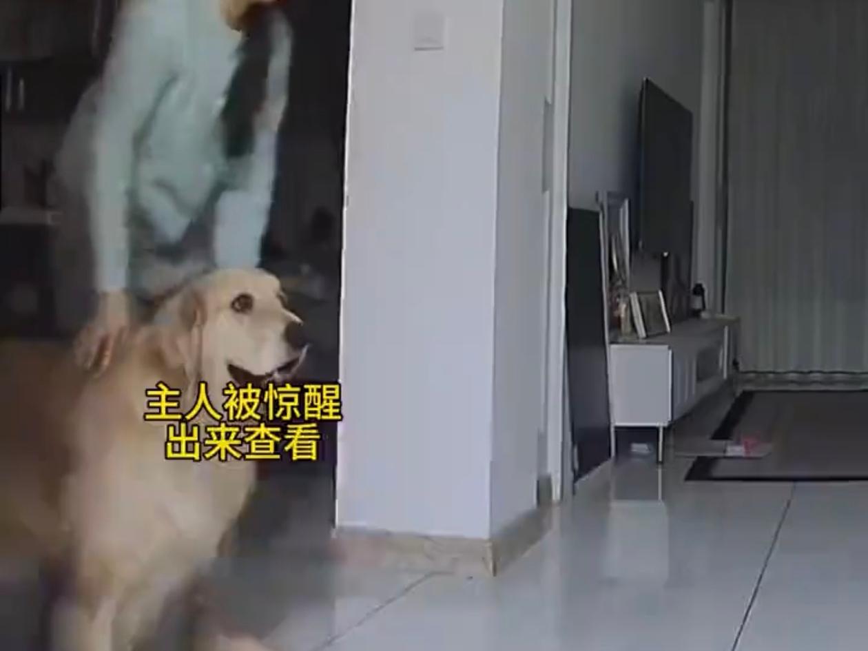 吉林一女的独居，半夜被砸门声吓醒，金毛护主拖她回卧室，还把狗窝挪到门口当守门卫，