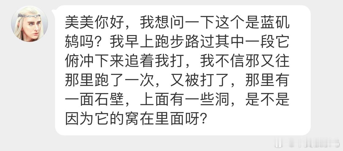 #鸟粉投稿# 哇！一只超级漂亮的【蓝矶鸫】正在繁殖期，石壁里面有它的宝宝把你当成