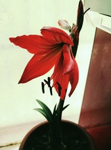 小三花逛逛国际