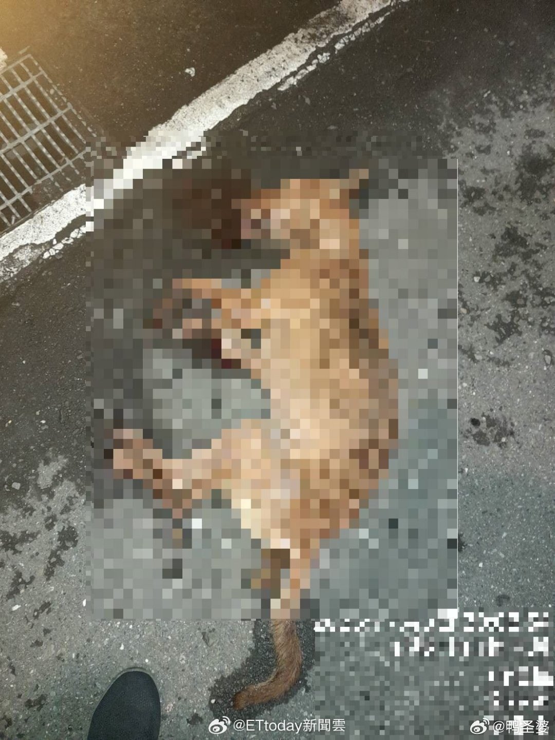 -中国台湾，宠物犬被雷声吓到…爬3楼杂物堆坠楼亡！饲主挨罚1.5万台币！！！ 