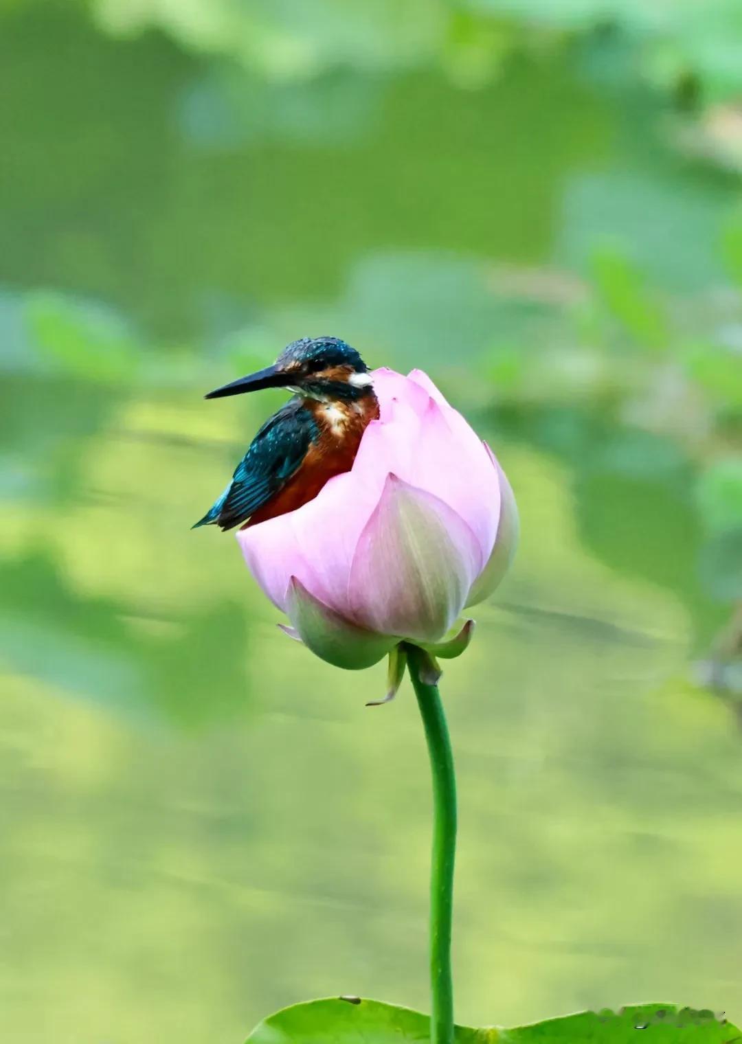 “小精灵与粉荷共舞，自然之美尽收眼底”🌸🐦荷韵仙姿 荷池见鲤戏清波