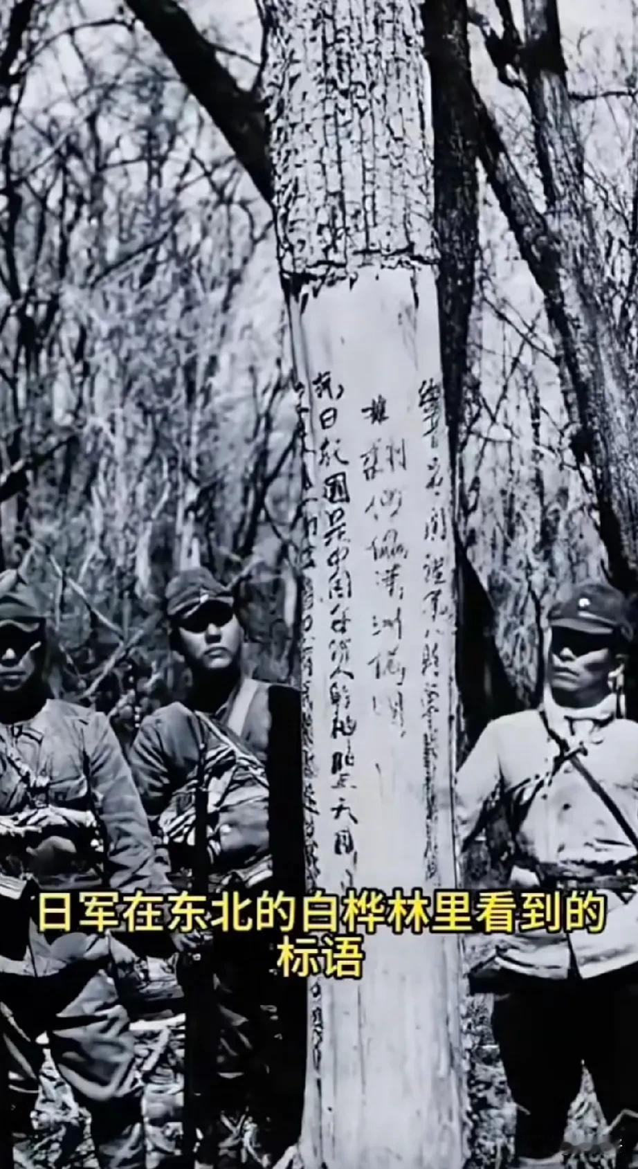 英雄的赞歌，永垂不朽。
这是东北抗联在白桦林中留下的宣传标语。
#铭记历史#