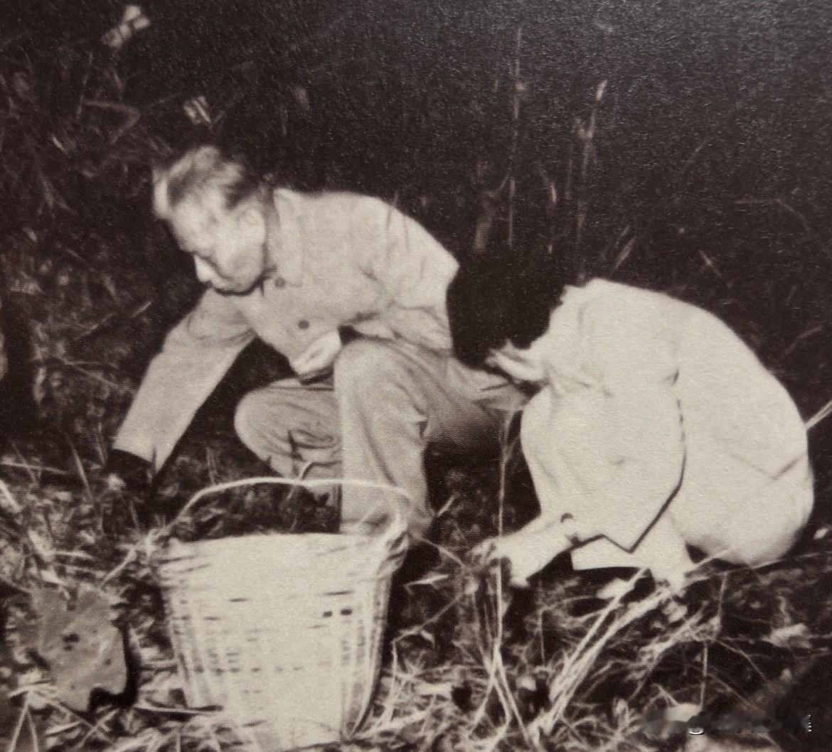 1961年，刘少奇在广东从化树林里寻拣野生栗子、橡子，希望用野生淀粉代替工业面粉