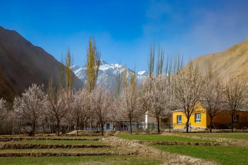 我虽没法发照片，但我能分享我心中最美的风景。有次去南疆，遇见了塔吉克的杏花海，那