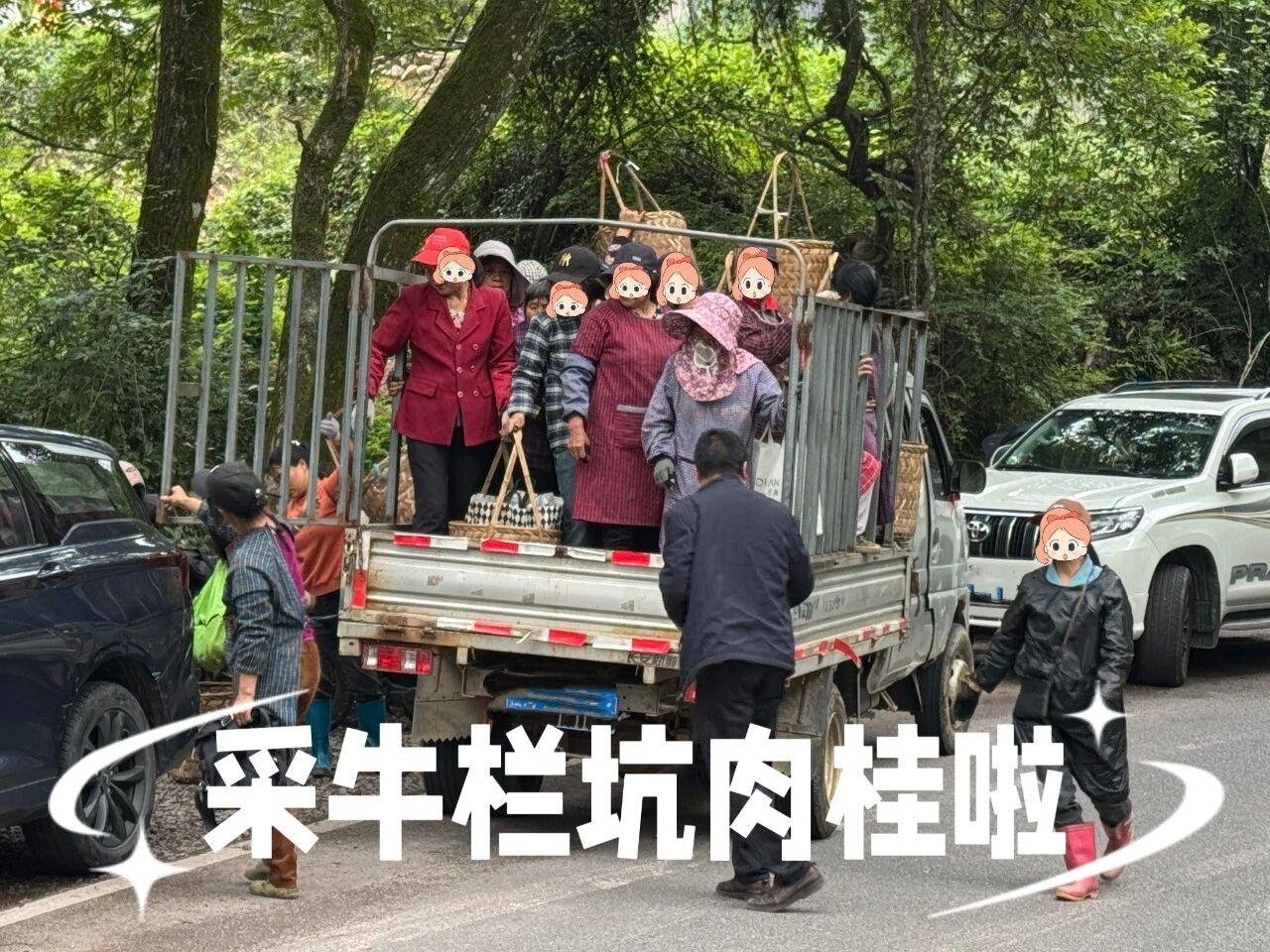 茶山直播现采鲜叶制茶，低价卖茶真的靠谱吗？
爱刷茶山直播？看着现场采茶、现场制茶