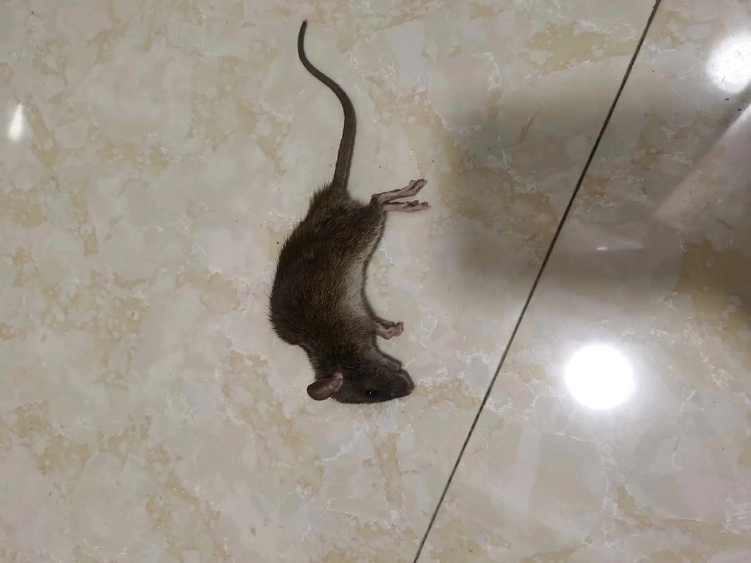 农家院的老鼠
农民，住的农家院。老公在屋里睡午觉，妻子突然发出一声凄惨的尖叫，象