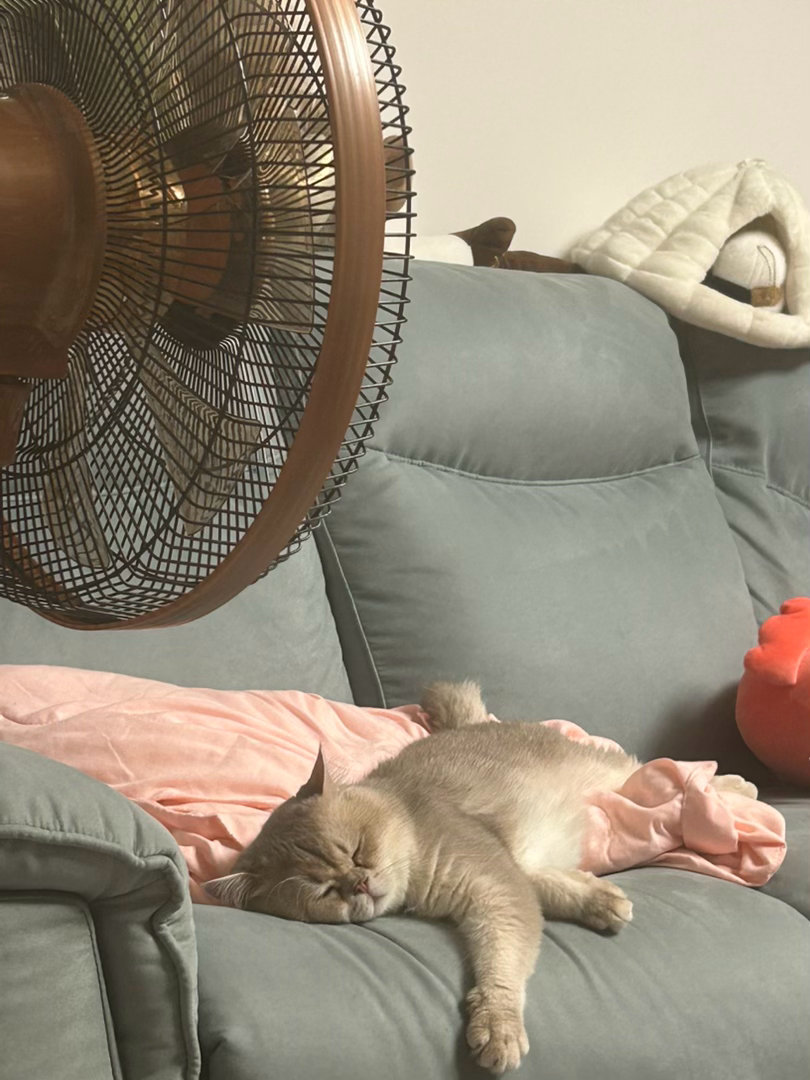 为了吃凉拌黄瓜加了黑虎虾结果黄瓜调味没调好 虾倒是很好吃 
