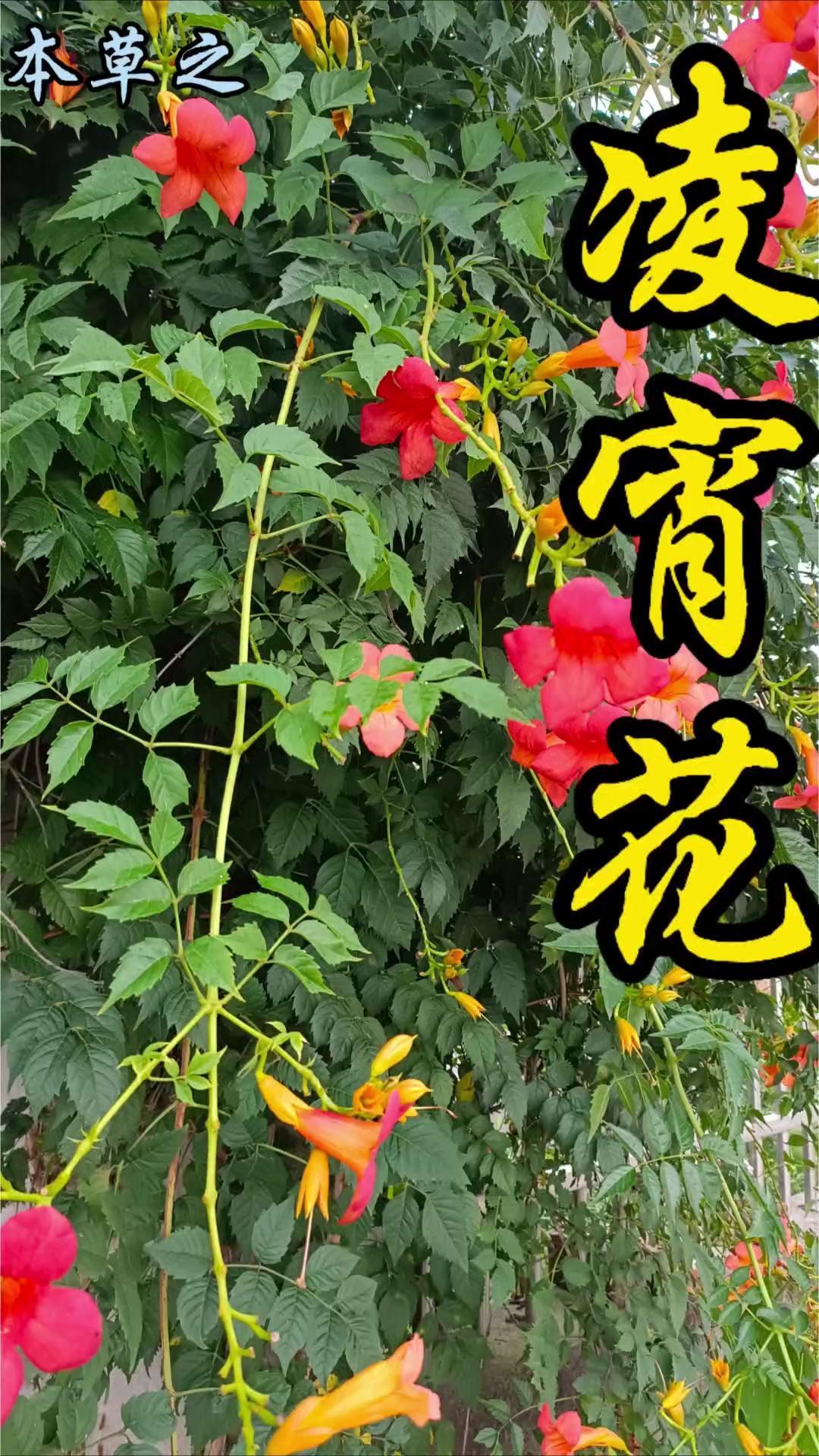 🌿凌霄花，夏日里热烈而浪漫的存在。它是攀援藤本植物，因"附木而上，高数丈，故曰