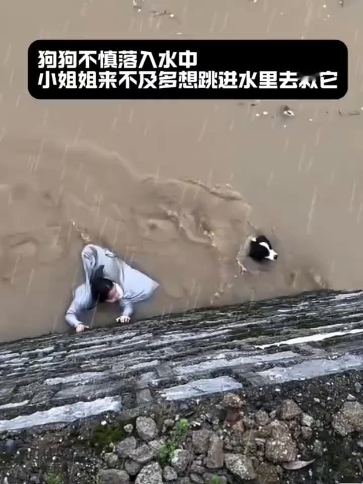 狗狗不慎落入水中，小姐姐来不及多想跳进水里去救它。
一把抓住，紧紧的抓住它防止被