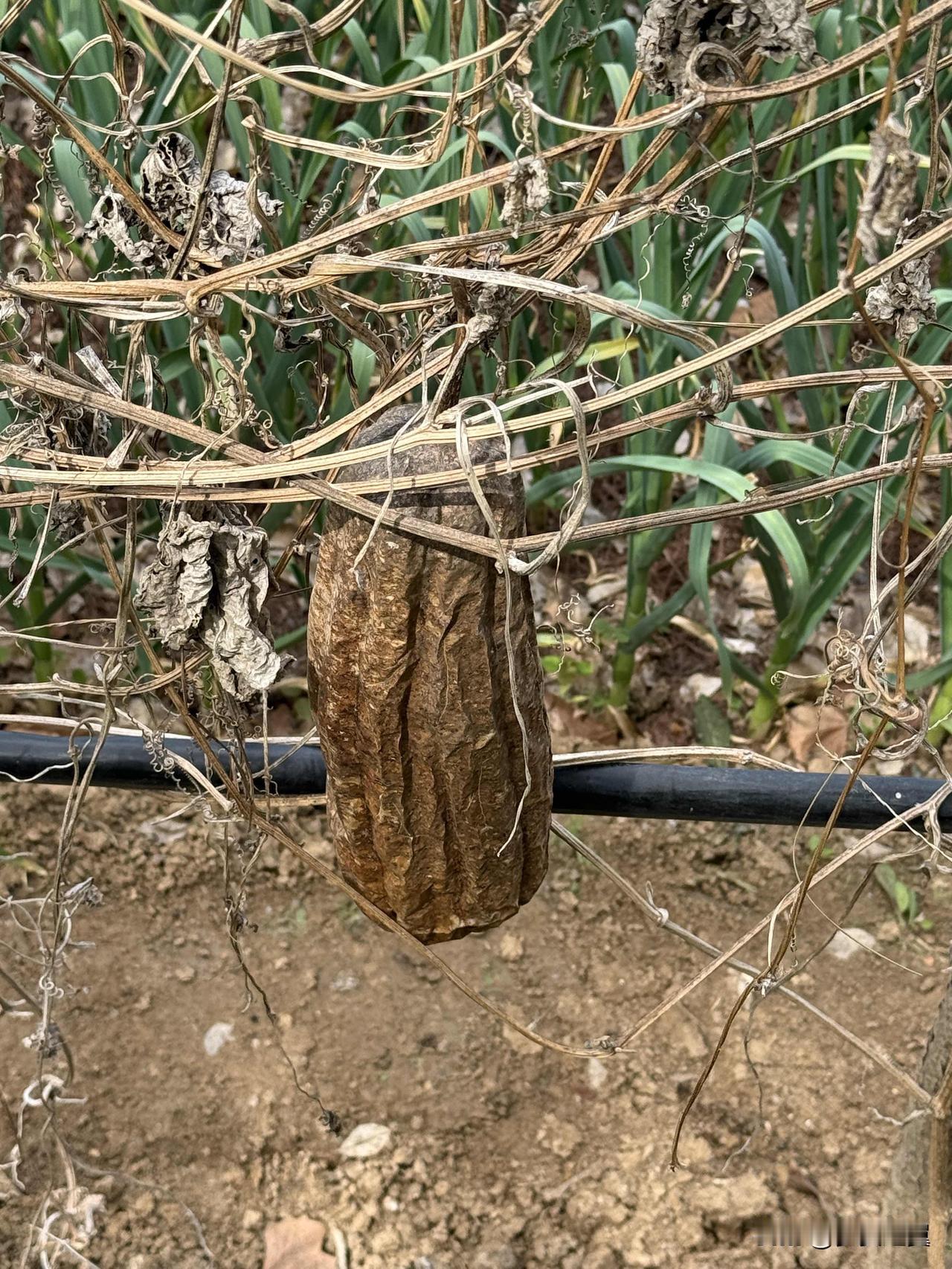 美国最大的弱点是什么? 
【小对联】
上：……？
下：败家。