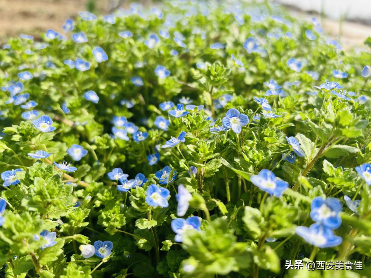 这就是为什么爱回老家的原因！
春天里，菜园里的各种蔬菜，
新鲜又多样。
给羊🐏