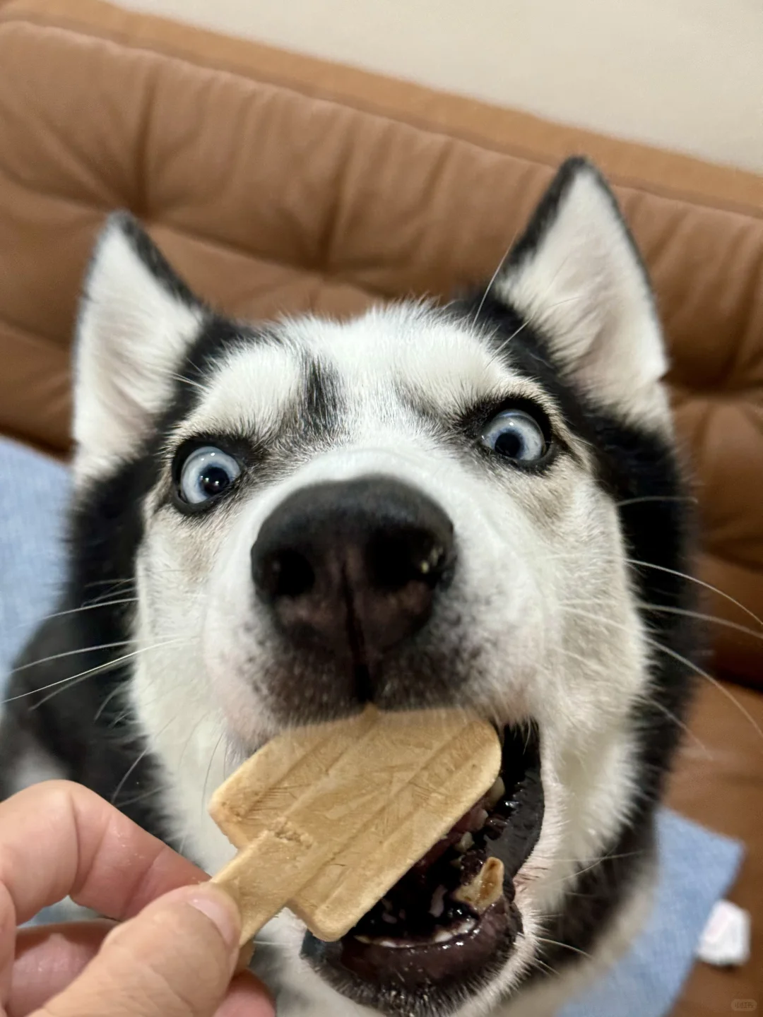 🇸🇬 新加坡宠物展